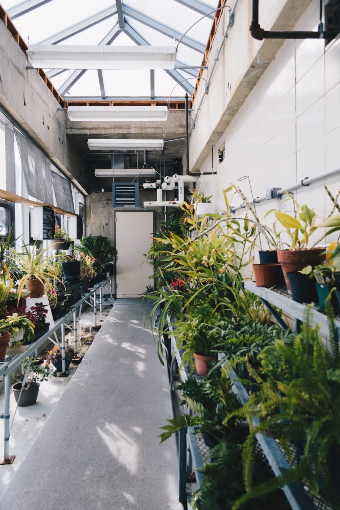 A sunlit greenhouse filled with lush plants