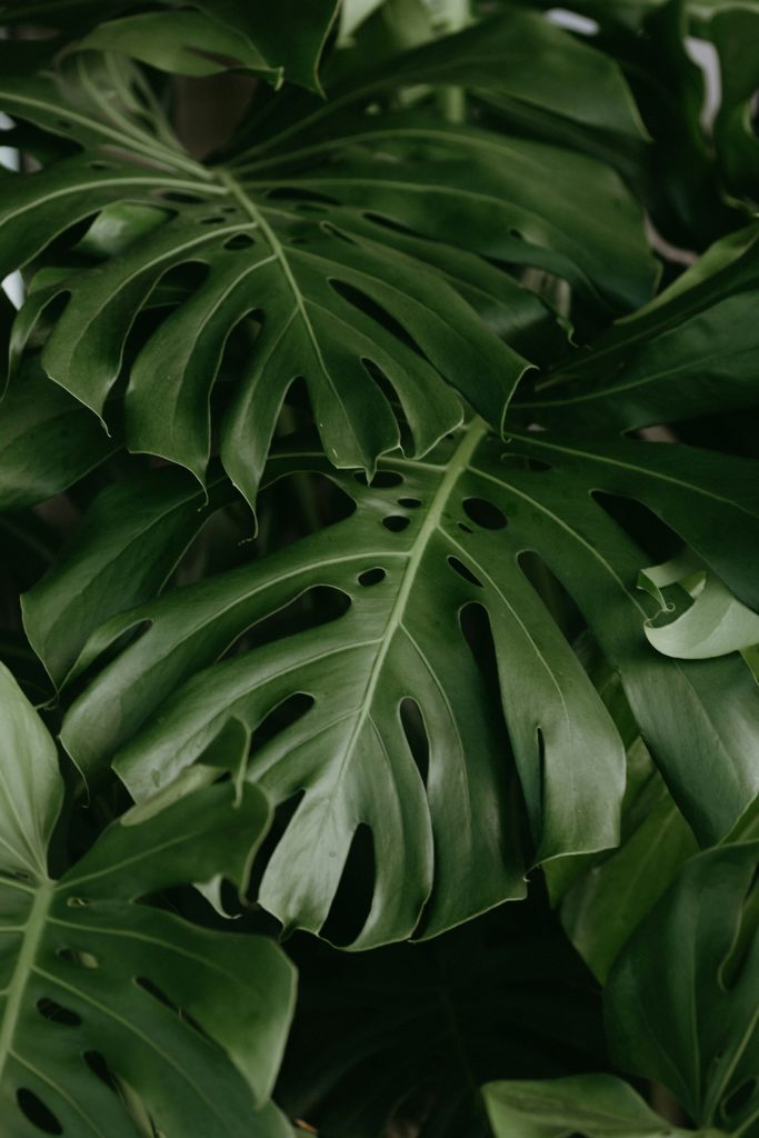 Layers of lush Monstera leaves