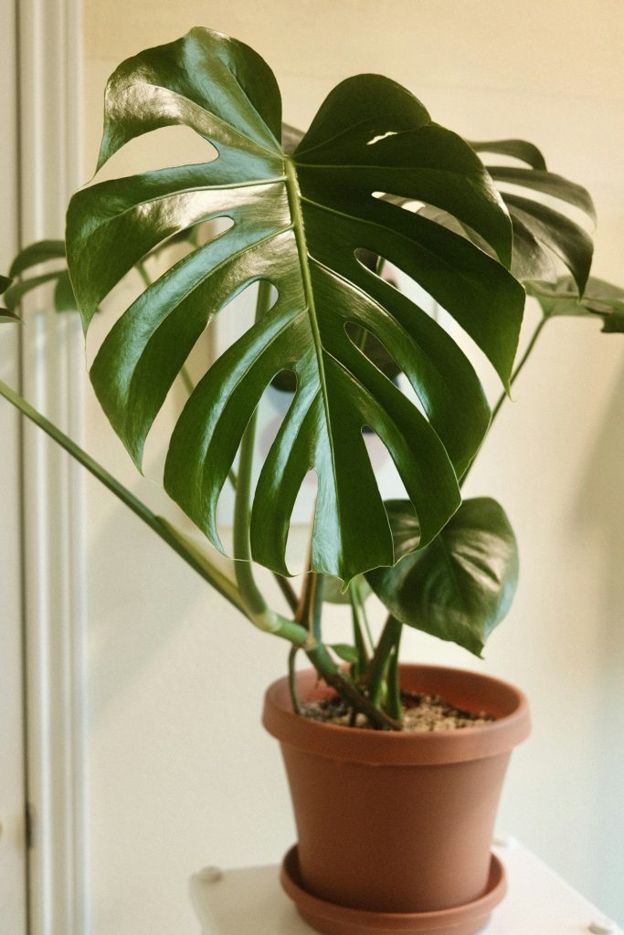 Monstera in a terracotta pot