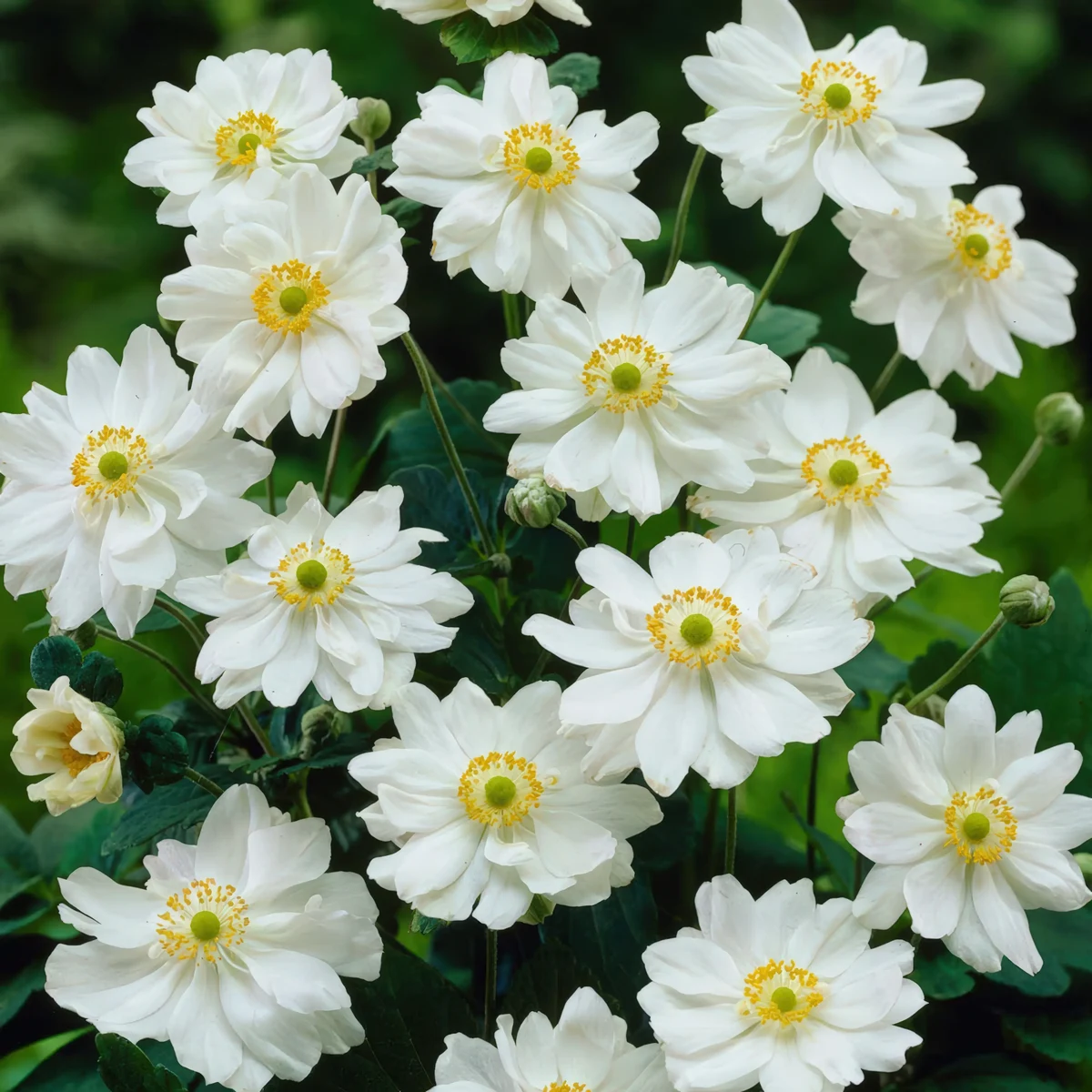 anemone-whirlwind_2-3.webp