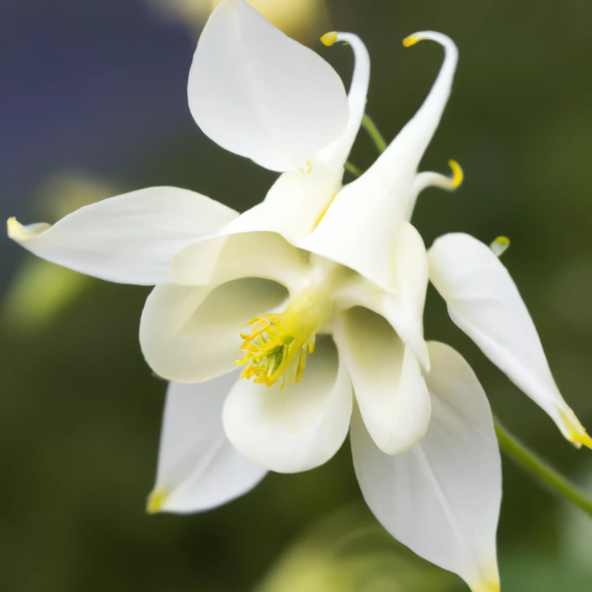 aquilegia-columbine-white-star-1-3.webp