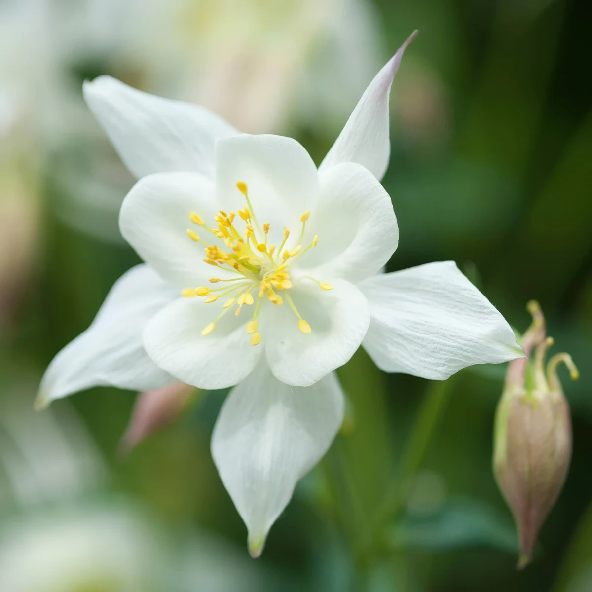 aquilegia-columbine-white-star-2-2.webp