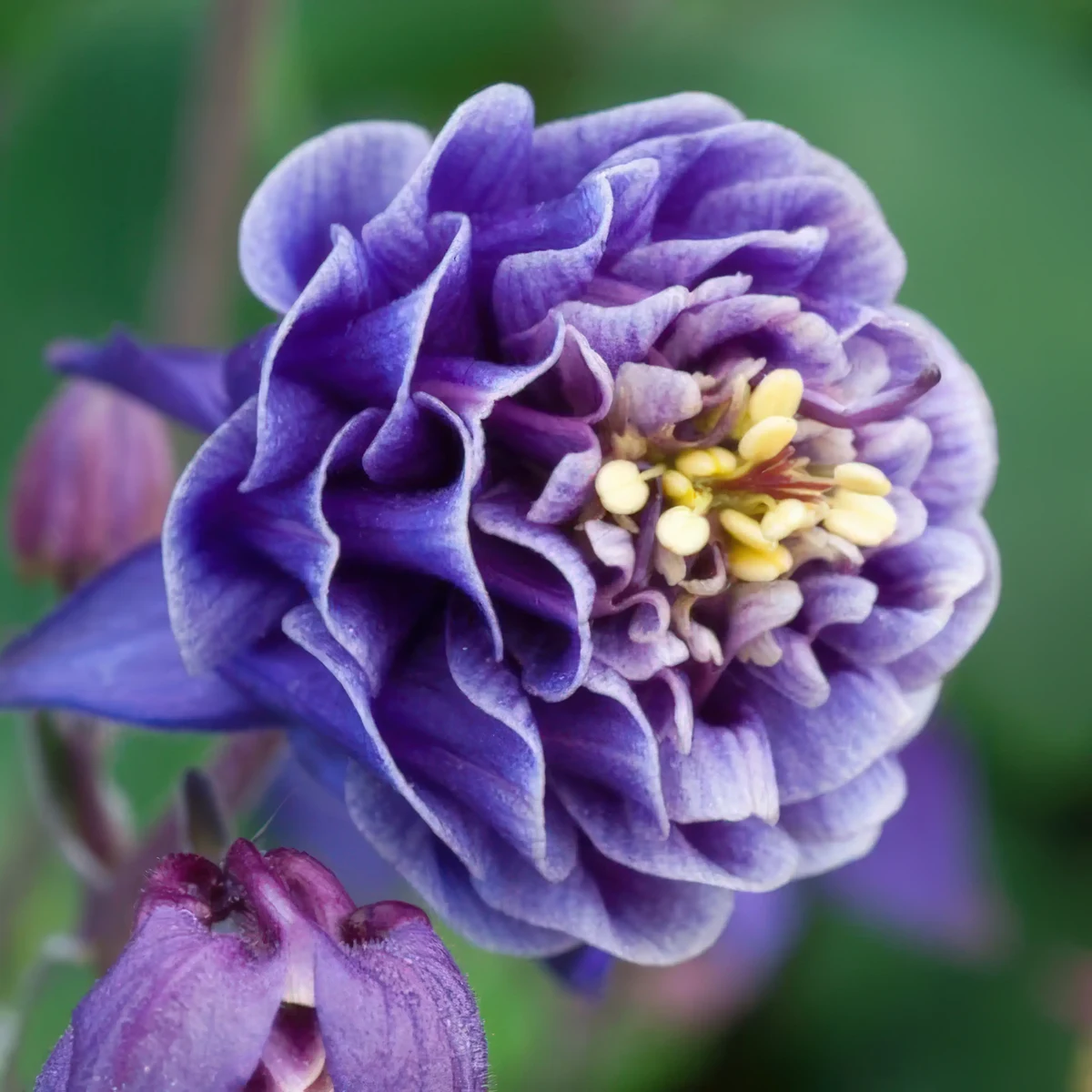 aquilegia-columbine-winky-double-blue-white-1-2.webp