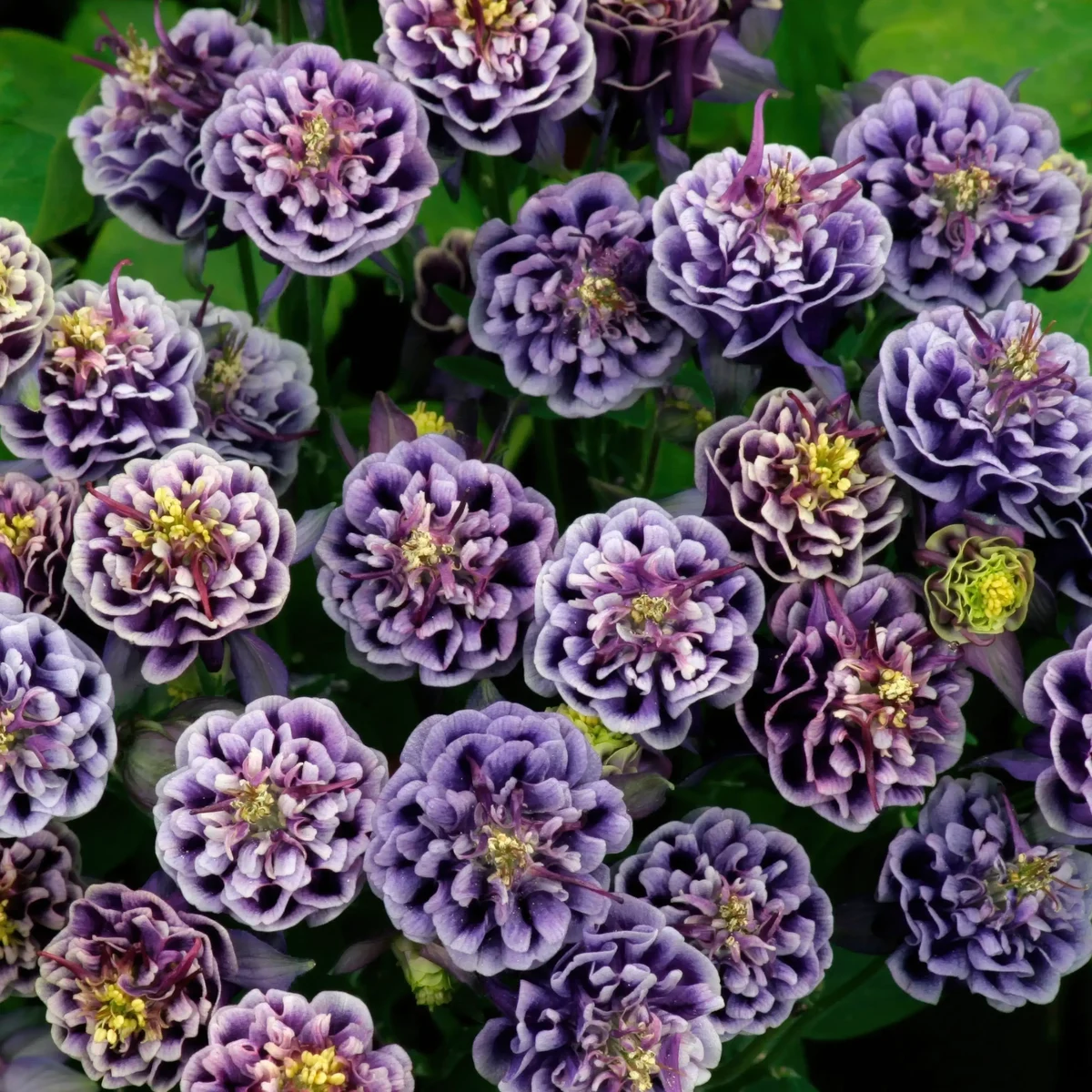 aquilegia-columbine-winky-double-blue-white-2-2.webp