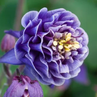 aquilegia-columbine-winky-double-blue-white-1-3.webp