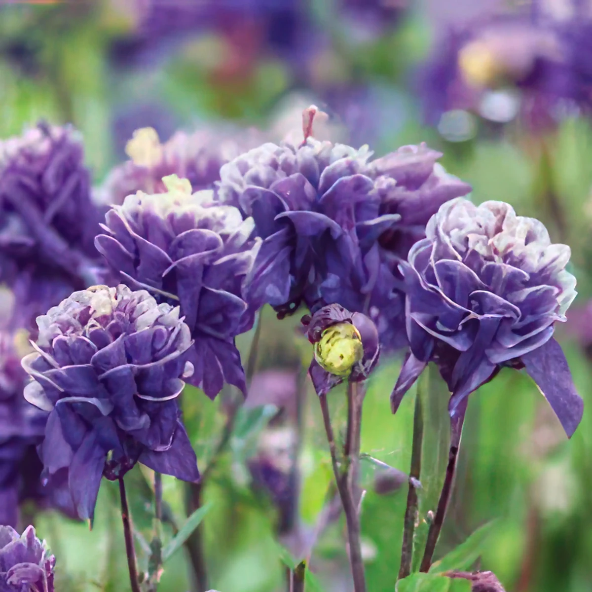 aquilegia-columbine-winky-double-blue-white-3-3.webp