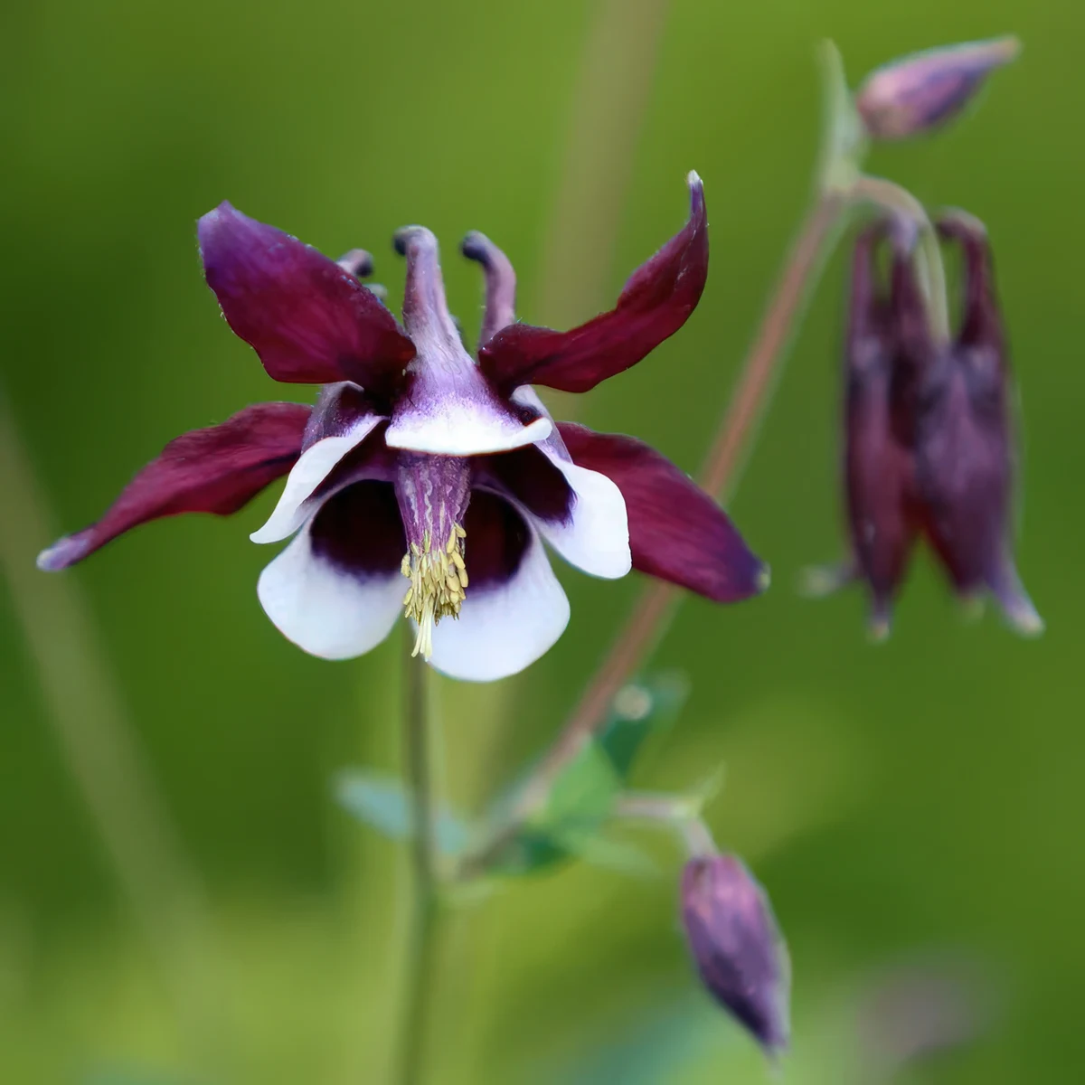 aquilegia-columbine-william-guiness-1-3.webp