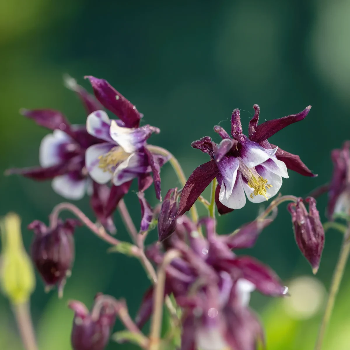 aquilegia-columbine-william-guiness-4-3.webp