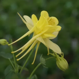 aquilegia-columbine-sunshine-1-2.webp