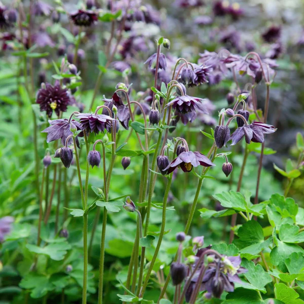 aquilegia-columbine-black-barlow-2-1.webp