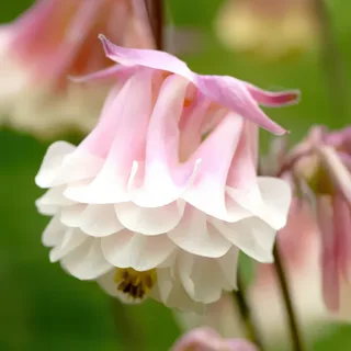 aquilegia-columbine-pink-petticoat-1-6.webp