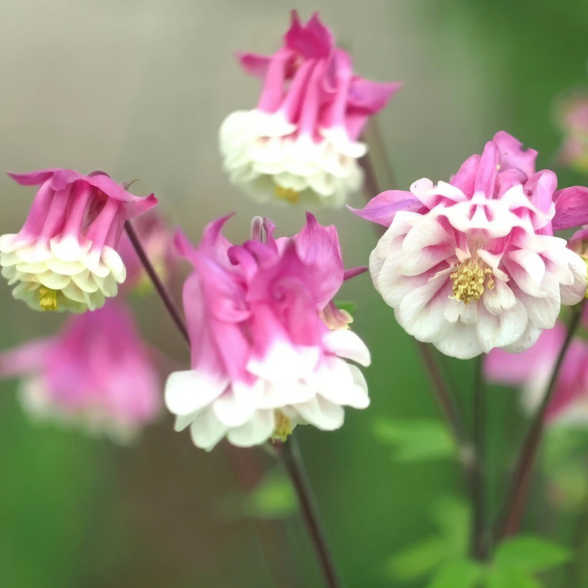 aquilegia-columbine-pink-petticoat-2-6.webp