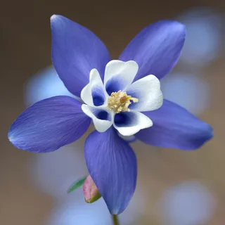 aquilegia-columbine-blue-star-1-2.webp