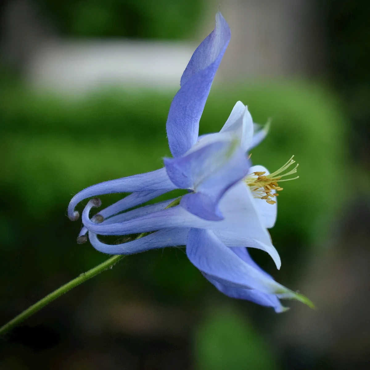 aquilegia-columbine-blue-star-2-2.webp