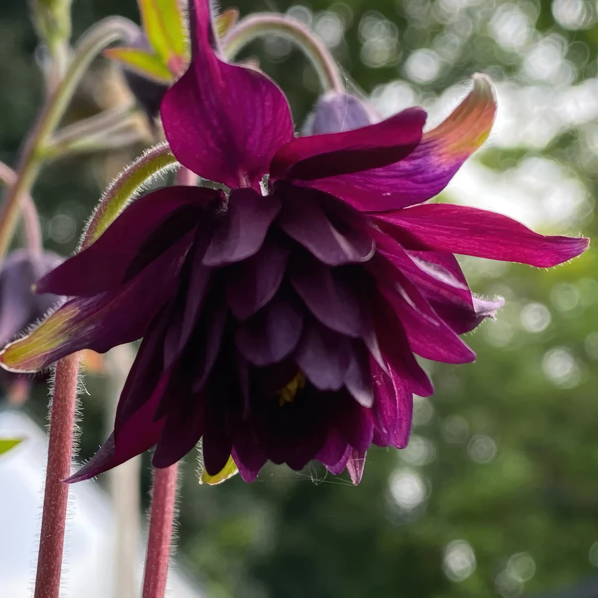 aquilegia-columbine-miss_m_i_huish_1-2.webp