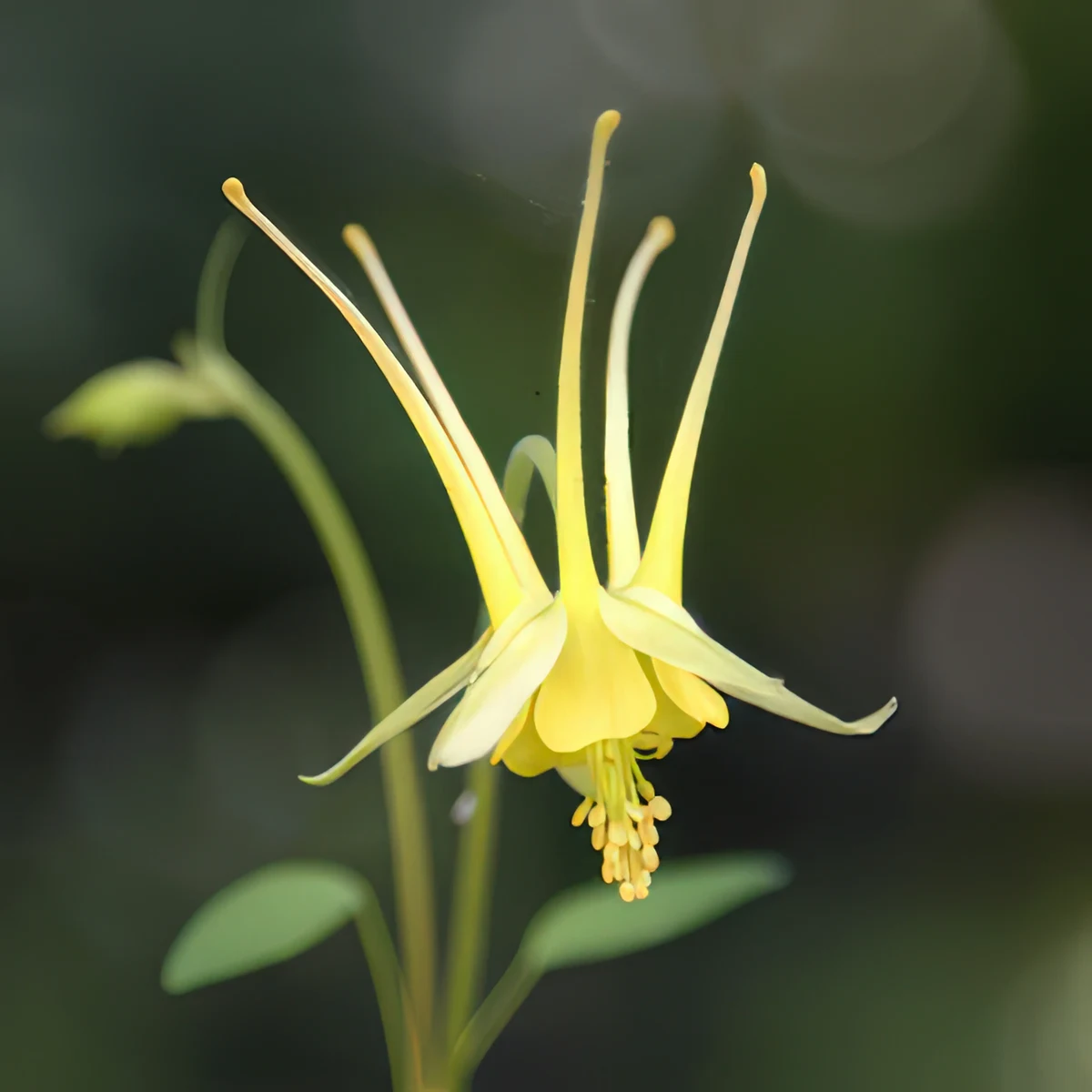 aquilegia-columbine-chaplinei-1-2.webp