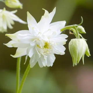 aquilegia-columbine-green-apples-1-2.webp