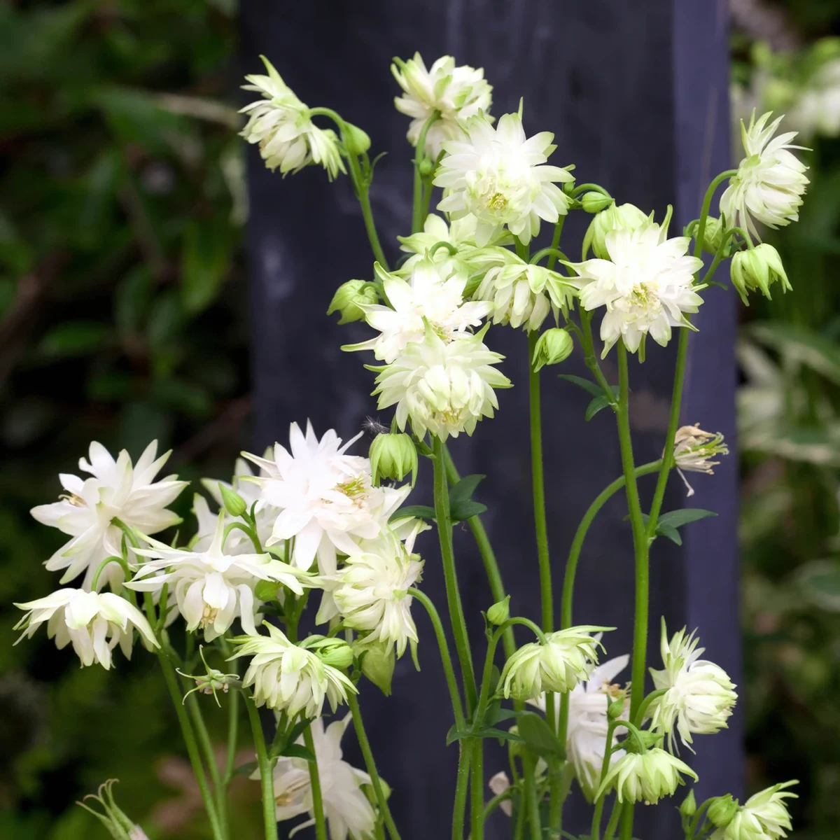 Aquilegia-Columbine-White_Barlow-2.webp