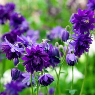 Aquilegia-Vulgaris-Blue_Barlow-3.webp