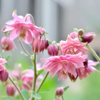 Aquilegia-Vulgaris-Rose_Barlow-1-2.webp