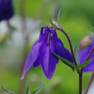 aquilegia-columbine-alpina-1-2.webp