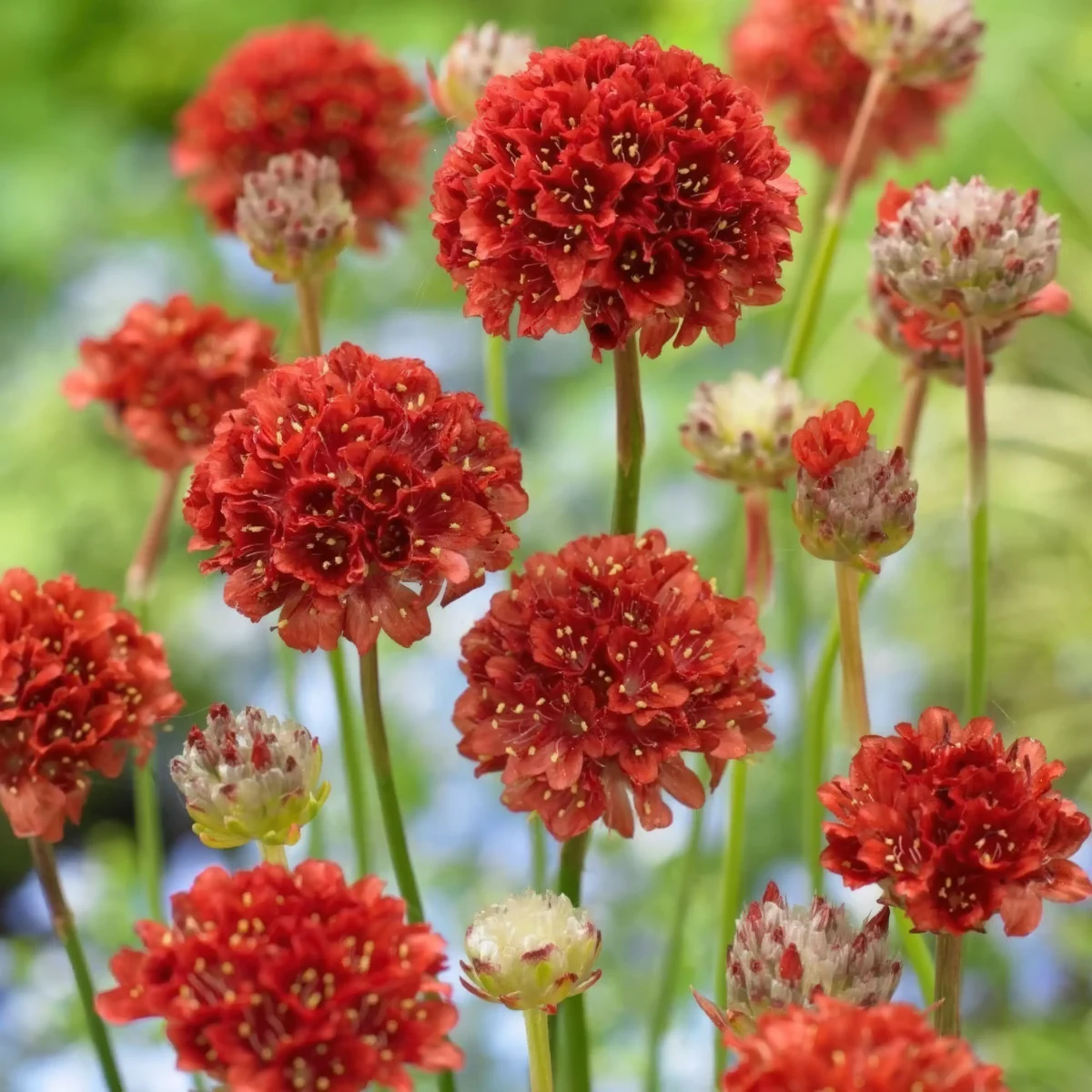 armeria-thrift-ballerina_red_1-2.webp