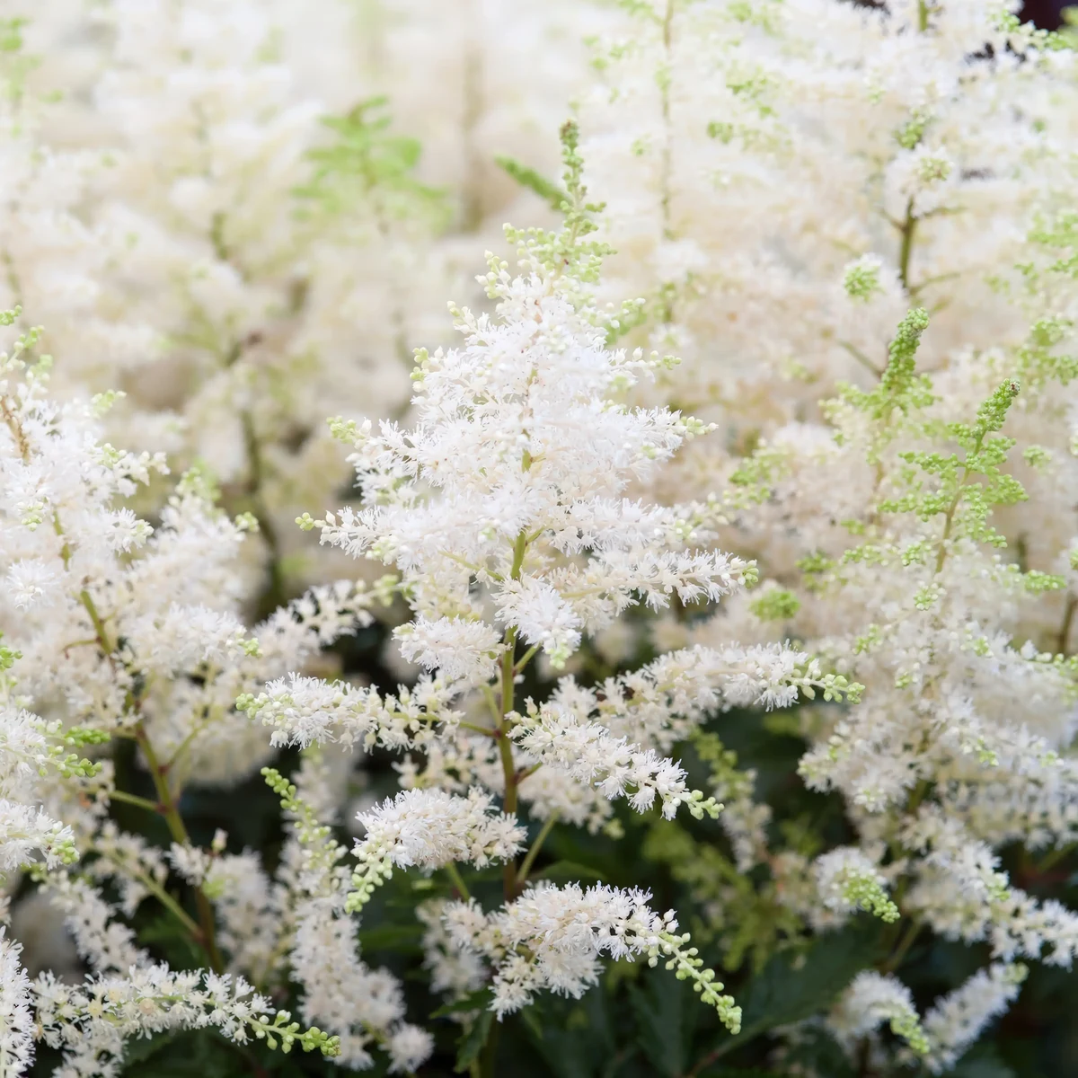 astilbe-deutschland-1-2.webp