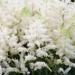 astilbe-deutschland-1-2.webp