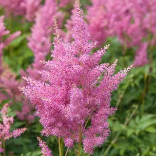 astilbe-rheinland-1-2.webp