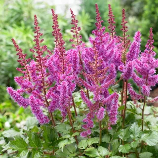 astilbe-pinky-red-2.webp