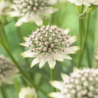 astrantia-materwort-major_star_of_billion_1-2.webp