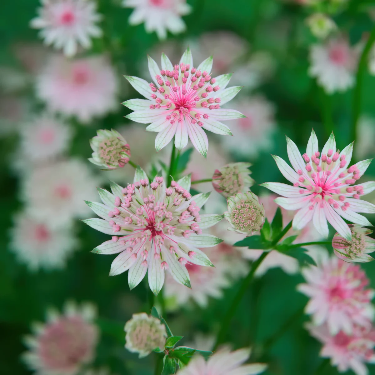 astrantia-masterwort-buckland_1-2.webp
