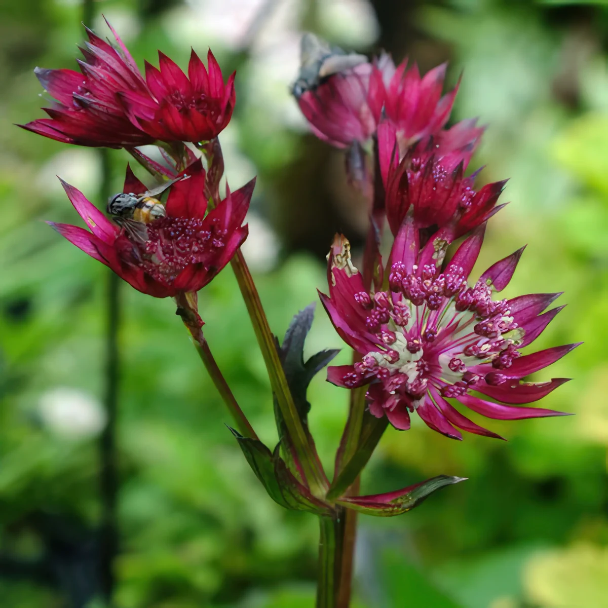 astrantia-masterwort-ruby_cloud_2-2.webp