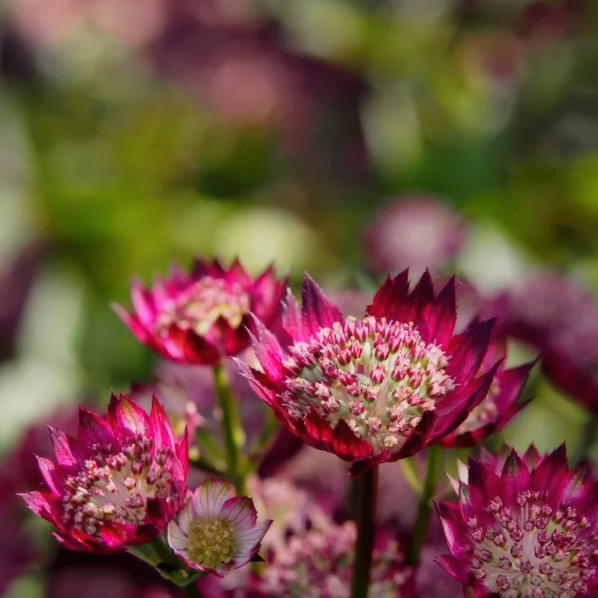 astrantia-masterwort-ruby_cloud_1-2.webp