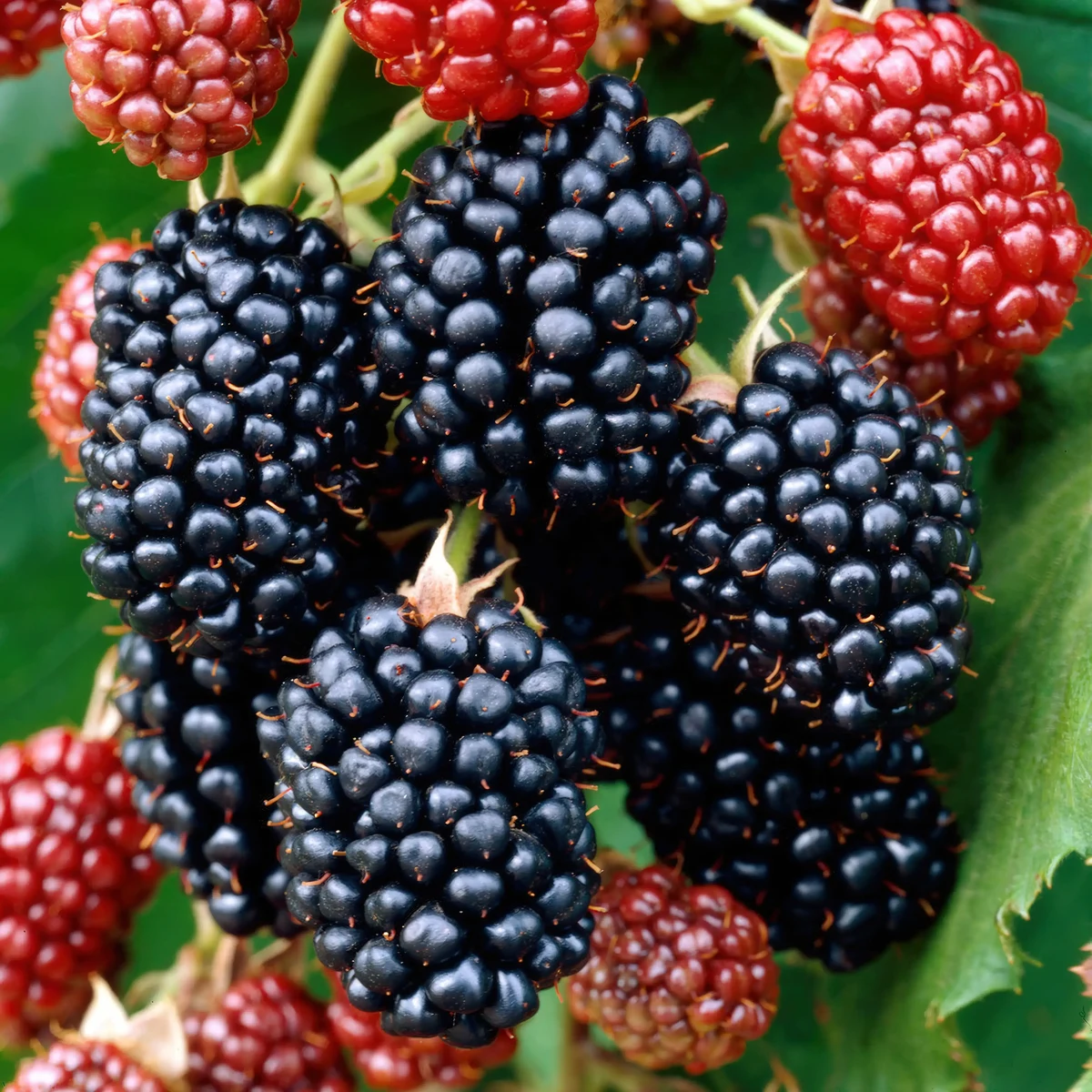 blackberry_rubus-fruticosus-agg-merton_thornless-2.webp
