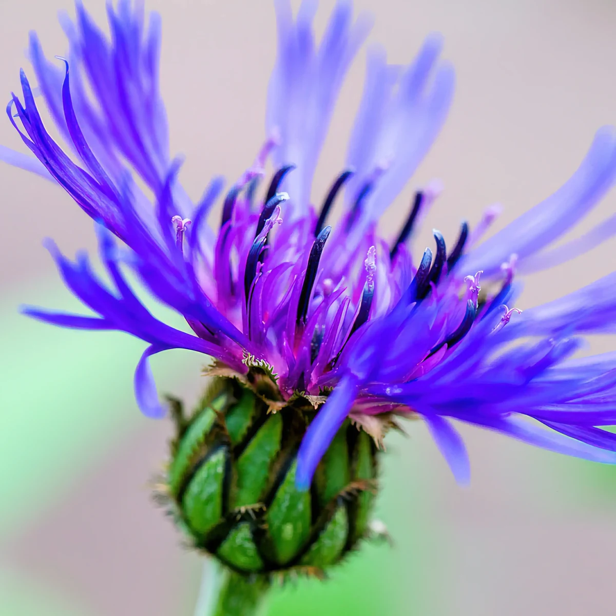 centaurea_montana_2-2.webp