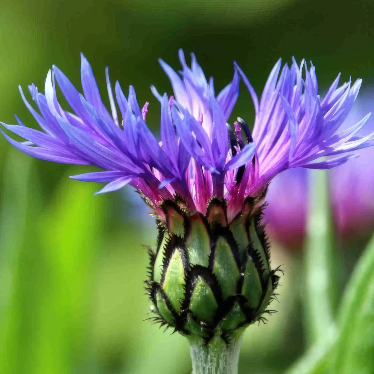 centaurea_montana_1-2.webp