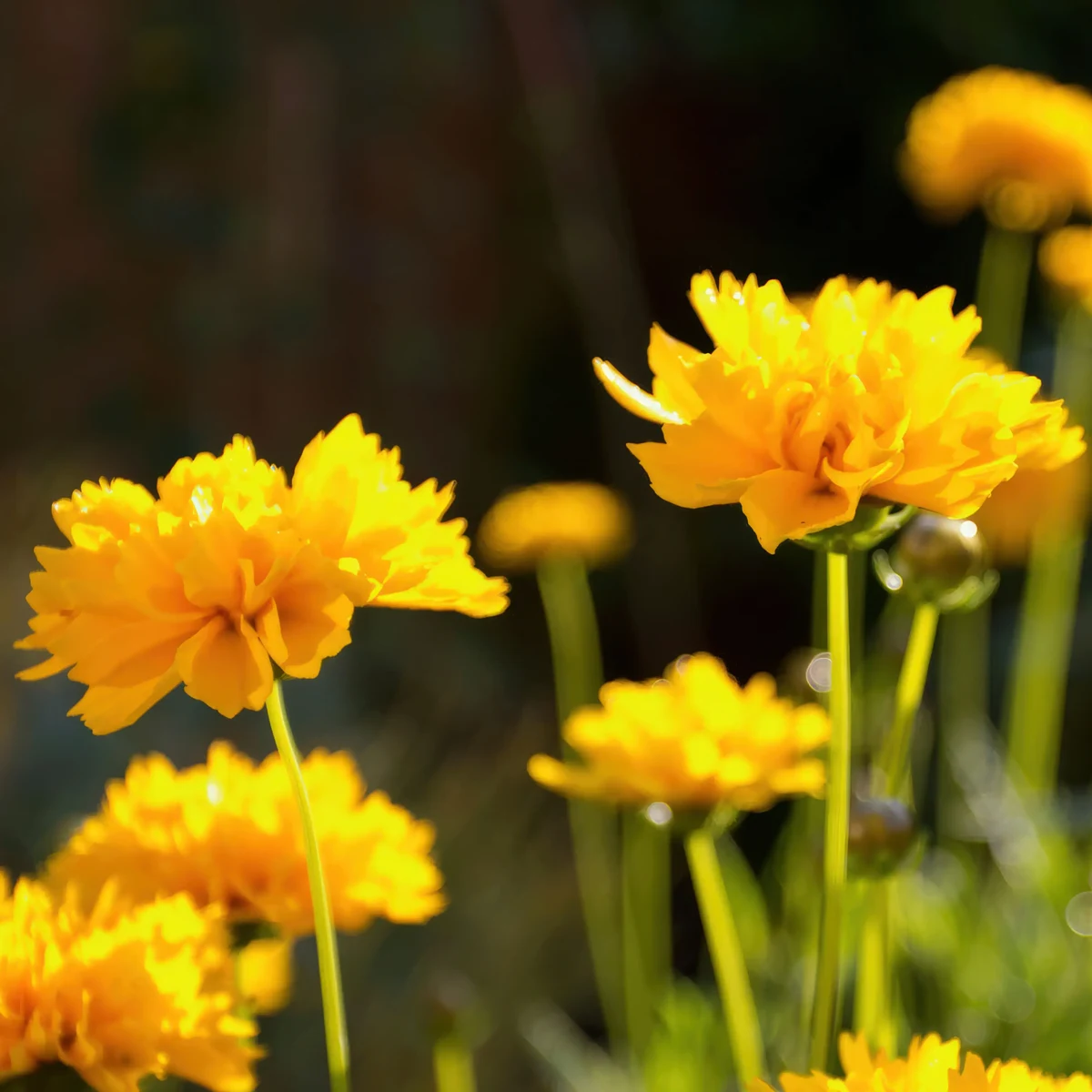 coreopsis-early-sunrise_2-2.webp