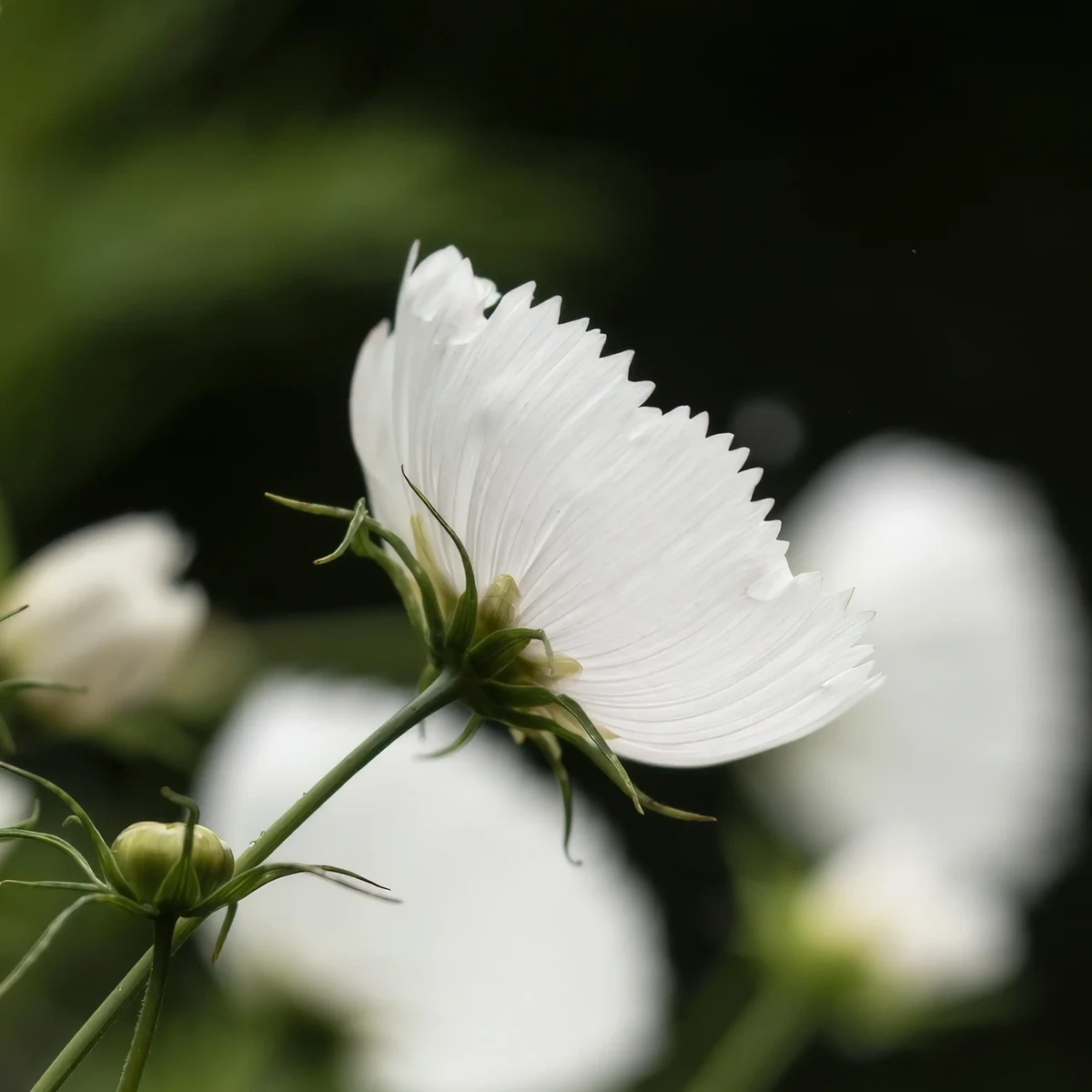 cosmos-bipinnatus-cupcake_white_2-2.webp