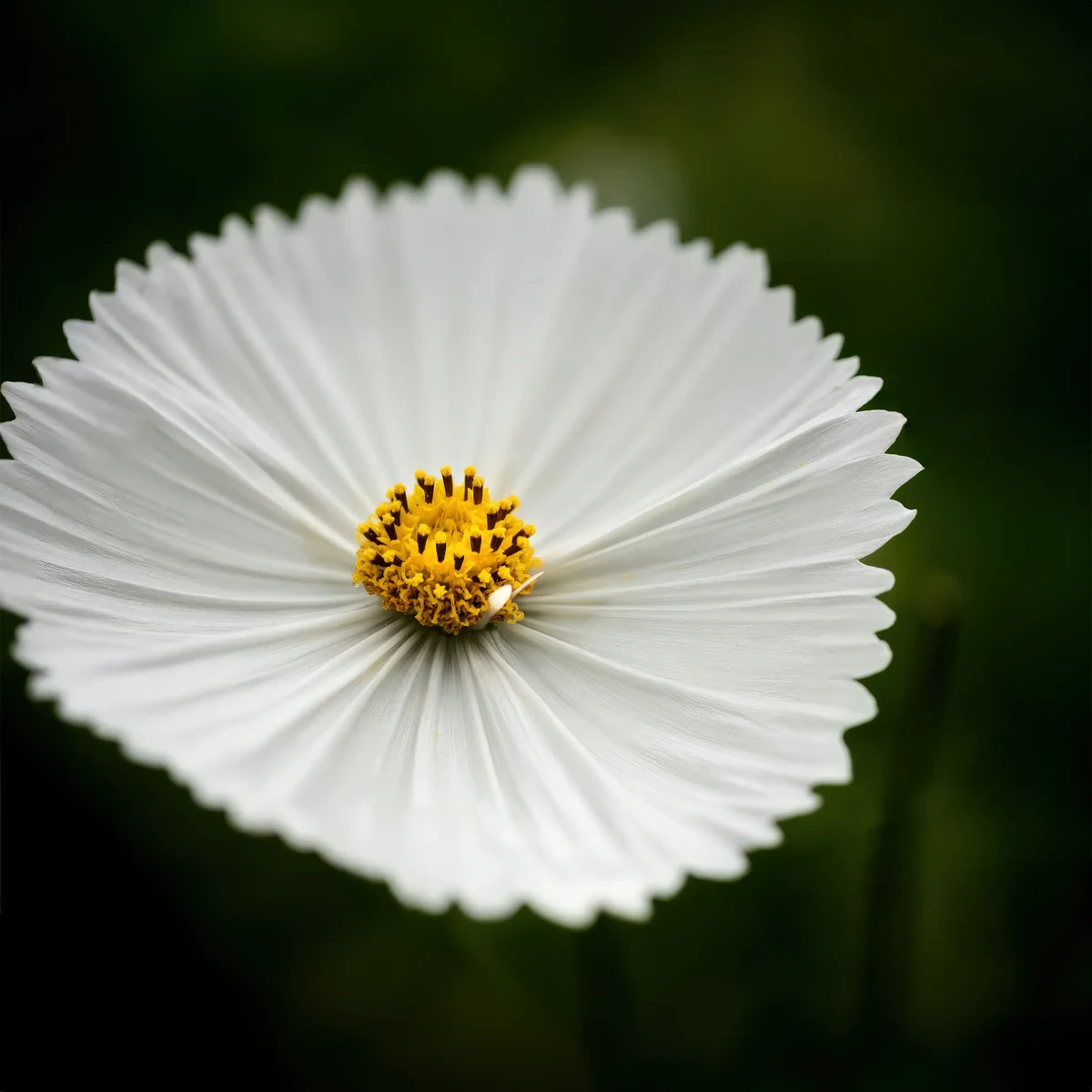 cosmos-bipinnatus-cupcake_white_3-2.webp