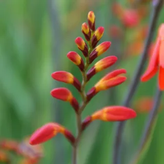 crocosmia-crocosmiiflora_1-2.webp
