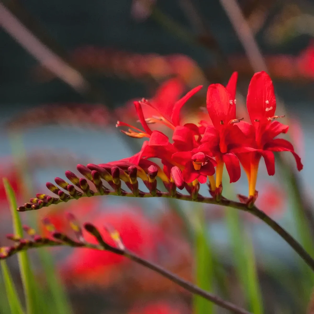 crocosmia-lucifer_1-2.webp