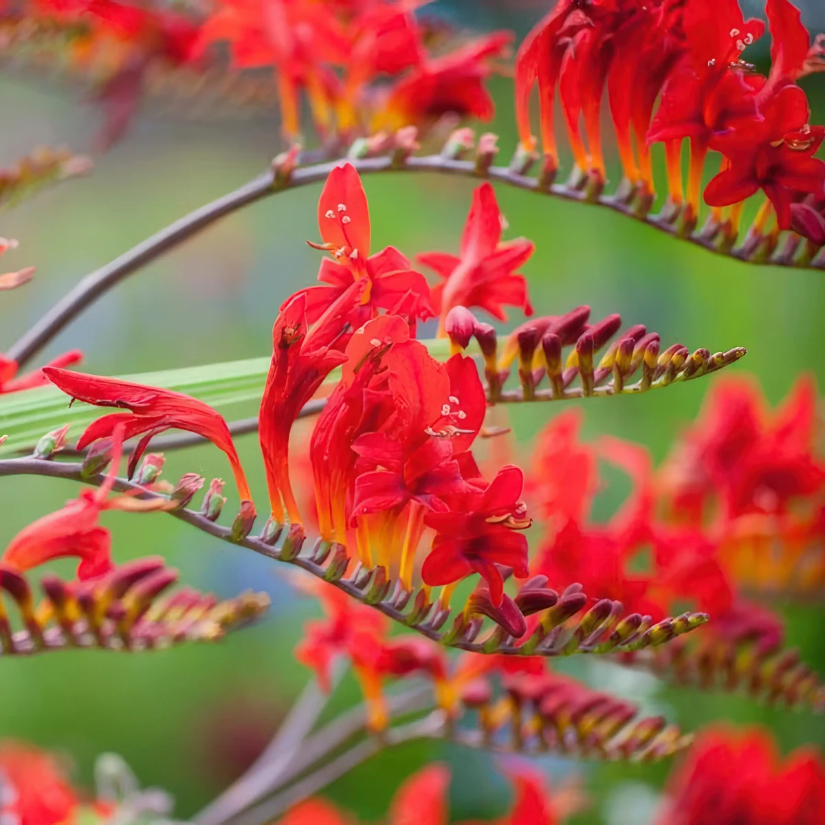 crocosmia-lucifer_2-2.webp