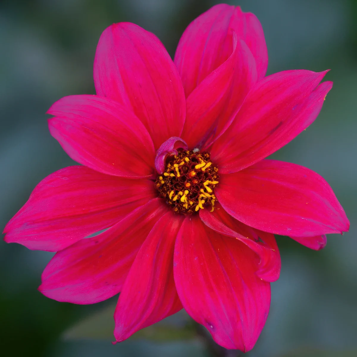dahlia-bishop-of-canterbury_2-2.webp