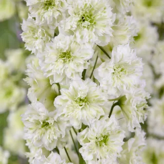 delphinium-larkspur_highlander_morning_sunrise_1-2.webp