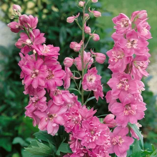 delphinium_larkspur_astolat_1-2.webp
