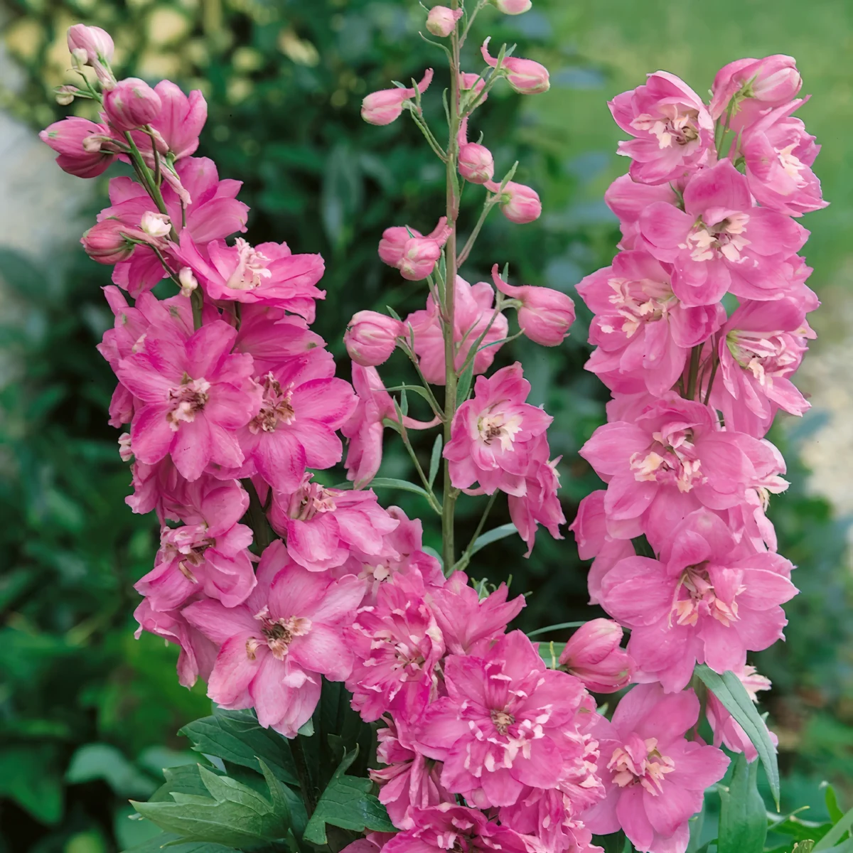 delphinium_larkspur_astolat_1-2.webp
