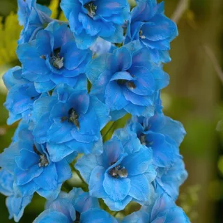 delphinium_larkspur_blue-jay_1-2.webp