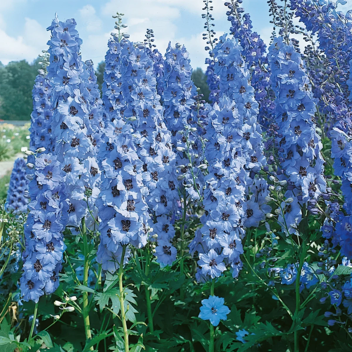 delphinium_larkspur_blue-jay_2-2.webp