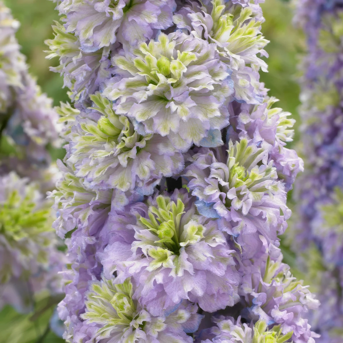 delphinium_larkspur_double-highlander-crystal-delight_1-3.webp